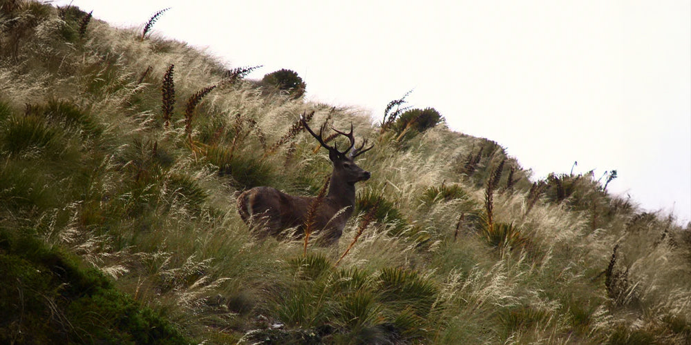 Roaring In That Red Stag